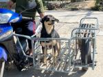 โครงการรณรงค์ฉีดวัคซีนป้องกันและควบคุมโรคพิษสุนัขบ้า เพื่อขั